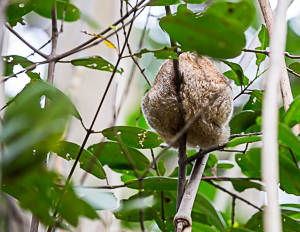 Silky Anteater in the Caroni Swamp